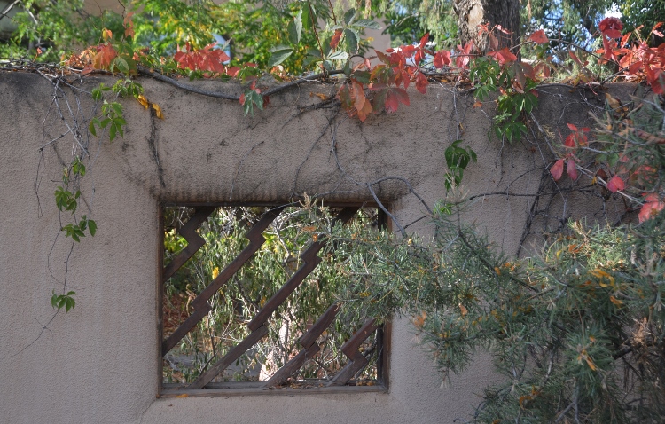 leaf-covered window in fence